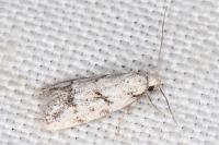 Symmoca signatella