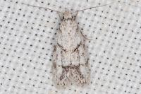 Symmoca signatella