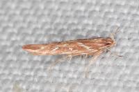Pyroderces argyrogrammos