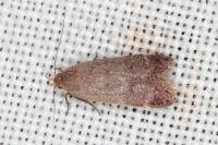 Anacampsis