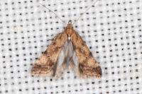 Brachmia blandella