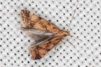Brachmia blandella