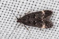 Dichomeris alacella