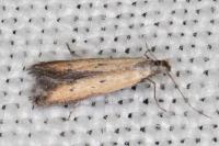 Mesophleps trinotella