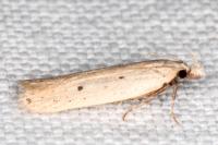 Nothris verbascella