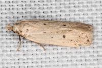 Nothris verbascella