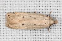 Nothris verbascella