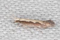 Plutella xylostella