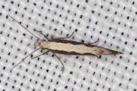 Plutella xylostella