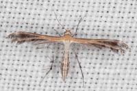 Stangeia siceliota