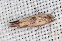 Scythris limbella
