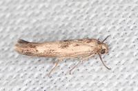 Scythris limbella