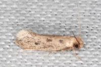 Anomalotinea liguriella