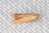 Tischeria