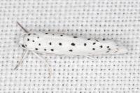 Yponomeuta