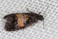Endothenia nigricostana