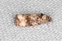 Endothenia