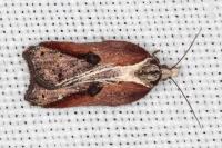 Acleris cristana