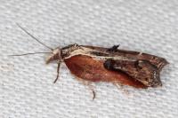 Acleris cristana