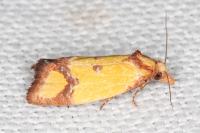 Agapeta zoegana