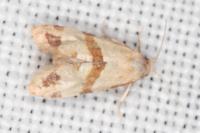 Phalonidia contractana