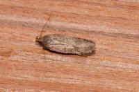 Bryotropha