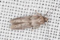 Blastobasis phycidella