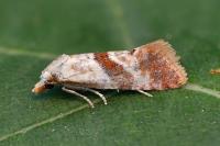 Falseuncaria ruficiliana