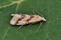 Aethes bilbaensis