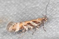 Aristotelia billii
