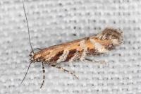 Aristotelia billii
