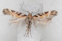 Aristotelia billii