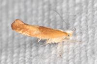 Argyresthia albistria