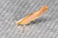 Argyresthia albistria