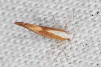 Argyresthia albistria