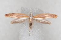 Argyresthia albistria