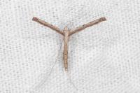 Agdistis heydenii