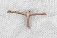 Agdistis heydenii