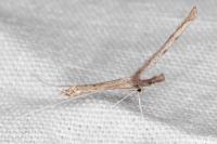 Agdistis heydenii