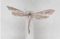 Agdistis heydenii