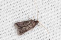 Eurodachtha siculella