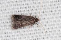 Eurodachtha siculella