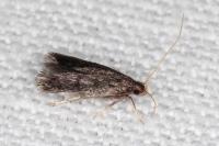 Eurodachtha siculella