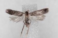 Eurodachtha siculella