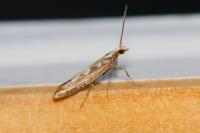 Plutella xylostella