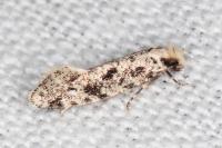 Nemapogon agenjoi