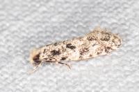 Nemapogon agenjoi