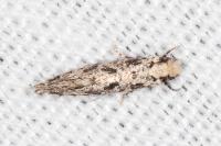 Nemapogon agenjoi