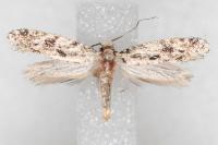Nemapogon agenjoi