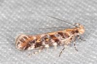 Aristotelia decoratella